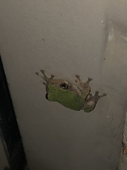 Hyla