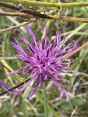 Centaurea scabiosa