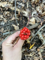 Arisaema triphyllum