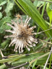 Centaurea scabiosa