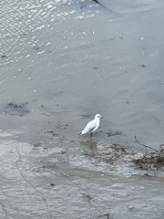 Chroicocephalus ridibundus