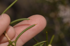 Hakea circumalata