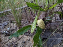 Geobalanus oblongifolius