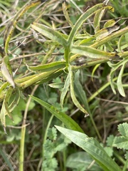 Centaurea scabiosa