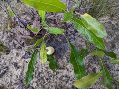 Geobalanus oblongifolius