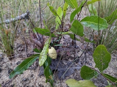 Geobalanus oblongifolius