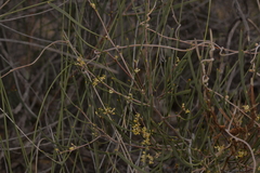 Hakea candolleana