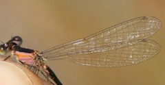 Ischnura genei
