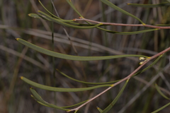 Hakea candolleana
