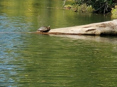 Graptemys ouachitensis