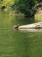 Graptemys ouachitensis