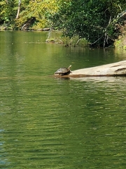 Graptemys ouachitensis