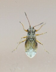 Nysius thymi