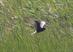 Chlidonias leucopterus