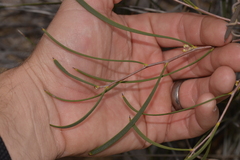 Hakea candolleana