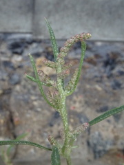 Atriplex littoralis