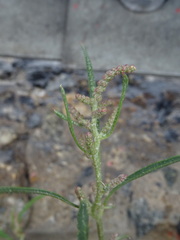 Atriplex littoralis