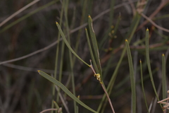 Hakea candolleana