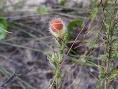 Aureolaria pectinata