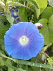 Ipomoea nil