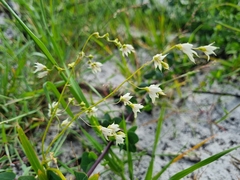 Melasphaerula graminea