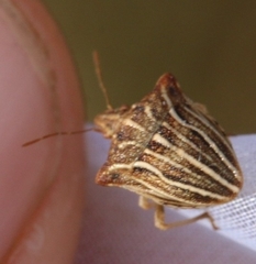 Ancyrosoma leucogrammes