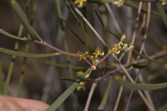 Hakea candolleana