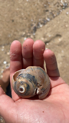 Neverita duplicata