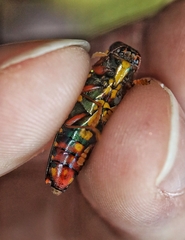Buprestis rufipes