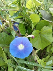 Ipomoea nil
