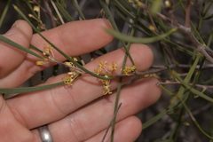 Hakea candolleana