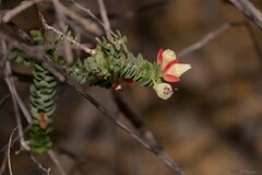 Darwinia pauciflora