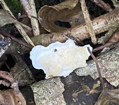 Byssomerulius corium