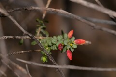 Darwinia pauciflora