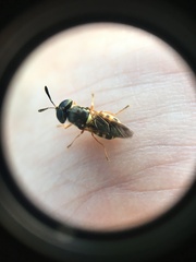 Hoplitimyia constans