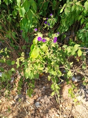 Lycianthes rantonnetii