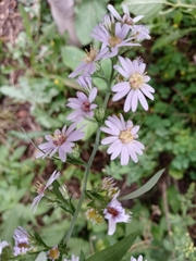 Symphyotrichum