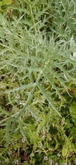 Cynara cardunculus
