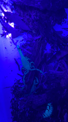 Centruroides sculpturatus