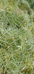 Cynara cardunculus