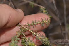 Darwinia pauciflora