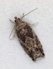 Epinotia nisella