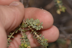 Darwinia pauciflora