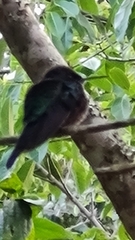 Thalurania glaucopis