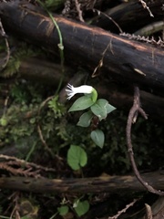 Cheirostylis octodactyla