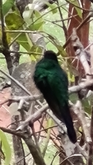 Thalurania glaucopis