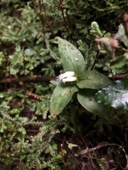 Cheirostylis octodactyla