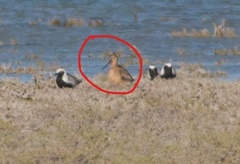 Limnodromus semipalmatus