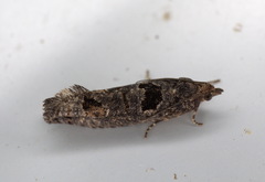 Epinotia maculana