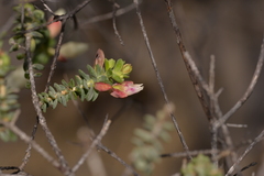 Darwinia pauciflora